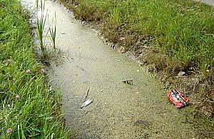 Kto oczyści śmierdzący rów na Bolimowskiej?