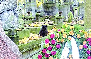 Koty, które żyją w grobowcach