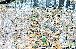 Zaniedbane bielańskie parki