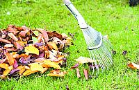 W tym roku nie zabiorą liści