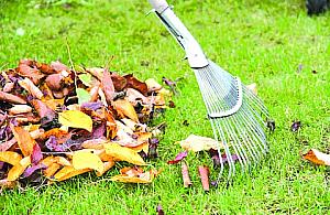 W tym roku nie zabiorą liści