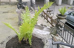 Partyzantka paproci po Warszawie