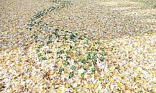 Partyzantka paproci po Warszawie