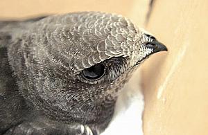 Radny jerzykami chce walczyć z komarami