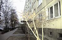 Na Jagiello�skiej tn� drzewa