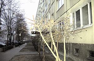 Na Jagiellońskiej tną drzewa