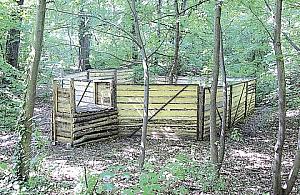 Niebezpieczne! Odłów dzików!