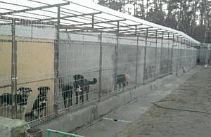 Józefów pod patronatem Straży Zwierząt