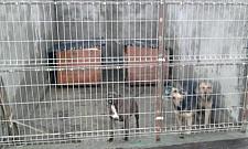 Józefów pod patronatem Straży Zwierząt