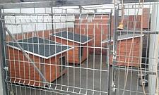 Józefów pod patronatem Straży Zwierząt