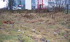 Bałagan koło Maxima