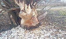 Bobry polubiły Bródno!