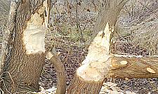 Bobry polubiły Bródno!