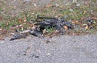 Nie wiadomo, kto zabijał ptaki