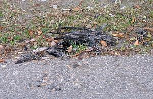 Nie wiadomo, kto zabijał ptaki