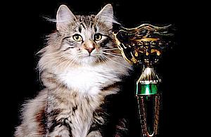 Wystawa kotów w Legionowie