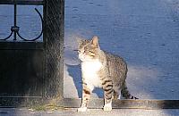 Znikają koty na osiedlu Groty