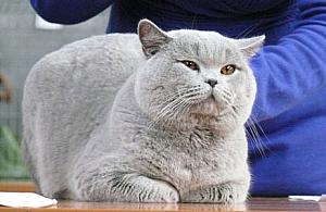 Weekend z kotami na Woli