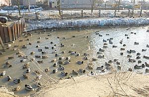 Dokarmiajmy kaczki, byle z głową