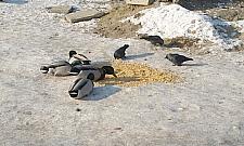 Dokarmiajmy kaczki, byle z głową