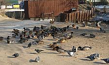 Dokarmiajmy kaczki, byle z głową