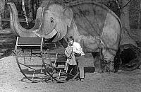 Słoń a sprawa bielańska. Kto go pamięta?