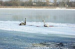 Strażnicy uratowali łabędzie