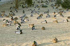 Dokarmiać czy nie? Oto jest pytanie