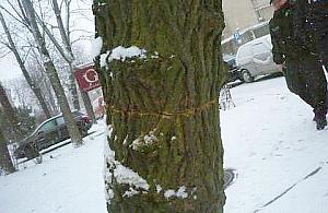 Nowolipie - poprawiał widoczność piłą