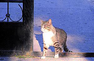 Karmisz bezdomne? Idź po karmę do urzędu