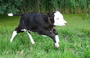 Cielak z Wieliszewa, uciekinier - sequel