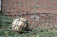 Pornografia w klubie sportowym