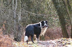 Smycz dla psa albo mandat - trwają kontrole w lasach