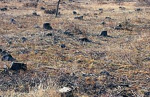 Chotomów: wyrąb pod nowe domy, zalania dla starych?