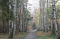 Utwardzaj� dukty w bemowskim lesie