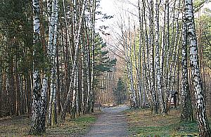 Utwardzają dukty w bemowskim lesie