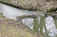 Bobry znów się panoszą na kanale Bródnowskim