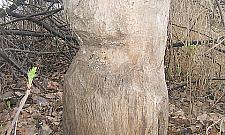 Bobry znów się panoszą na kanale Bródnowskim