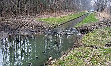 Bobry znów się panoszą na kanale Bródnowskim