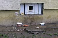 Stado bezpa�skich kot�w przy Turmonckiej