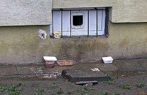 Stado bezpańskich kotów przy Turmonckiej