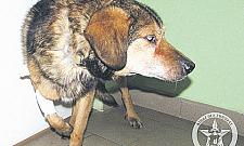 Okno życia dla zwierząt - czy przetrwa?