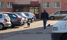 Truciciel zwierząt nadal grasuje na Osikowej