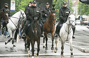 Kto posprząta po policyjnych koniach?