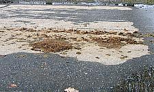 Kto posprząta po policyjnych koniach?