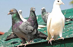 Złodzieje gołębi zatrzymani, dwa ptaki padły