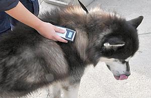 Rusza bezpłatne chipowanie zwierząt