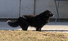 Rusza bezpłatne chipowanie zwierząt