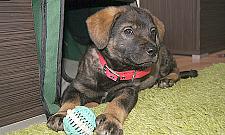 Osiedle Pod Dębami - ruch sąsiedzki nie umarł