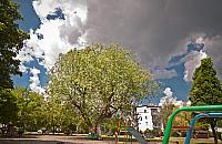 Wybieramy Drzewo Roku, nasze stoi na Norwida